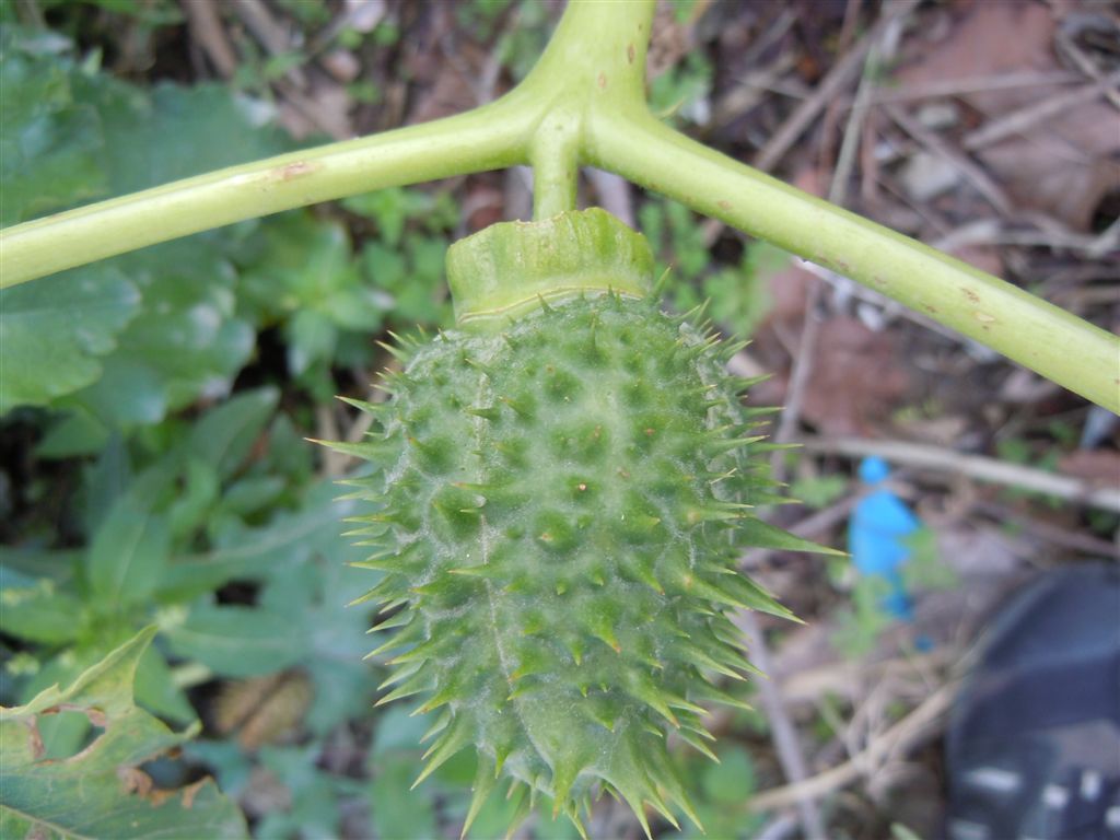 Frutti spinosi - Datura stramonium